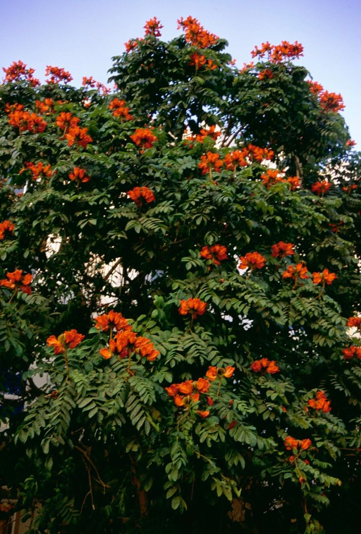 LEVINS Gateway Cordia Sebestena Plant