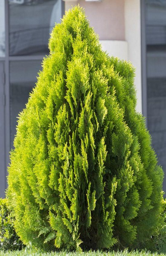 LEVINS Gateway Cyprus Thuja Plant