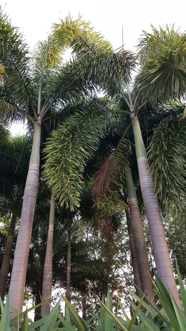 LEVINS Gateway Foxtail Palm15ft Tall Tree