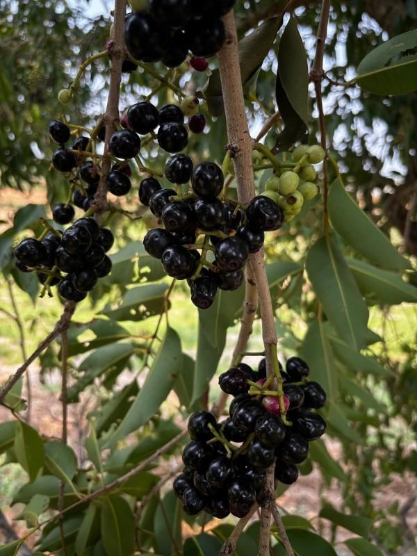 LEVINS Gateway Indian Jamun Plant (Nadu)