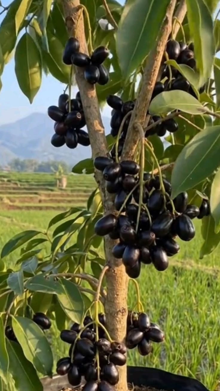 LEVINS Gateway Jamun Hybrid Plant