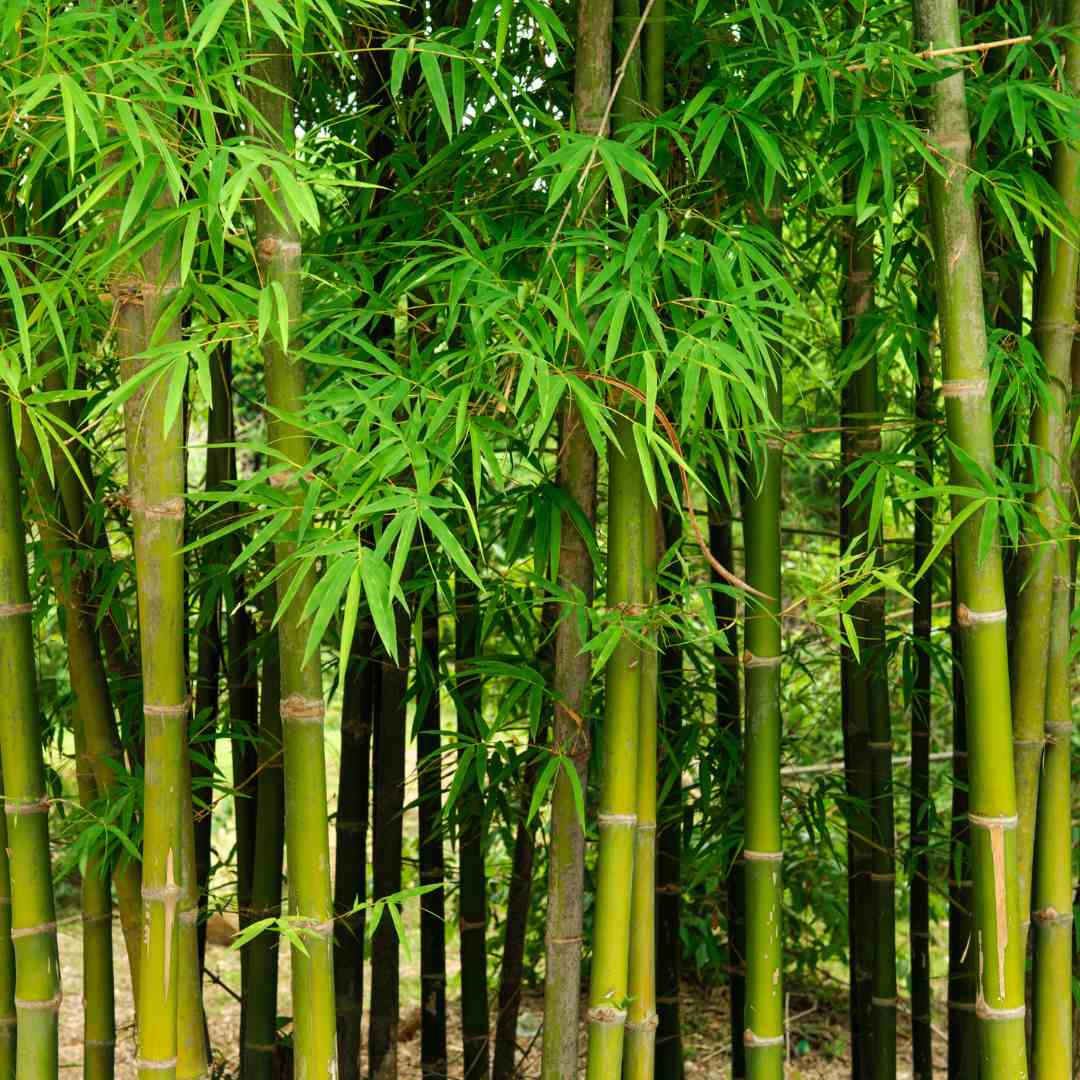 LEVINS Gateway Bamboo Plant