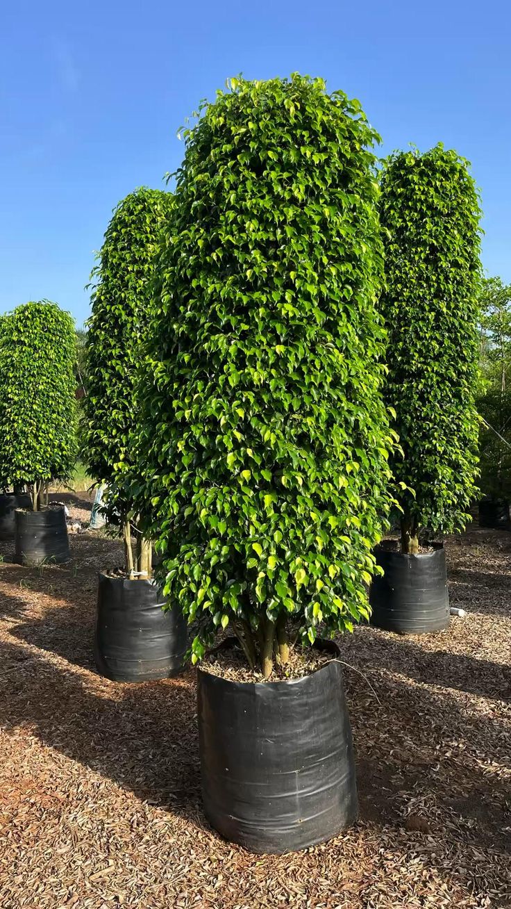 LEVINS Gateway Black Ficus Cone 12ft Tall Tree