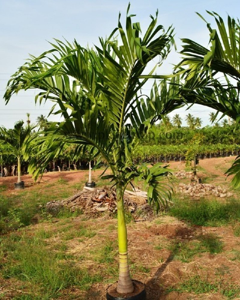 LEVINS Gateway Mirchi-Meri-Green 10ft Tree