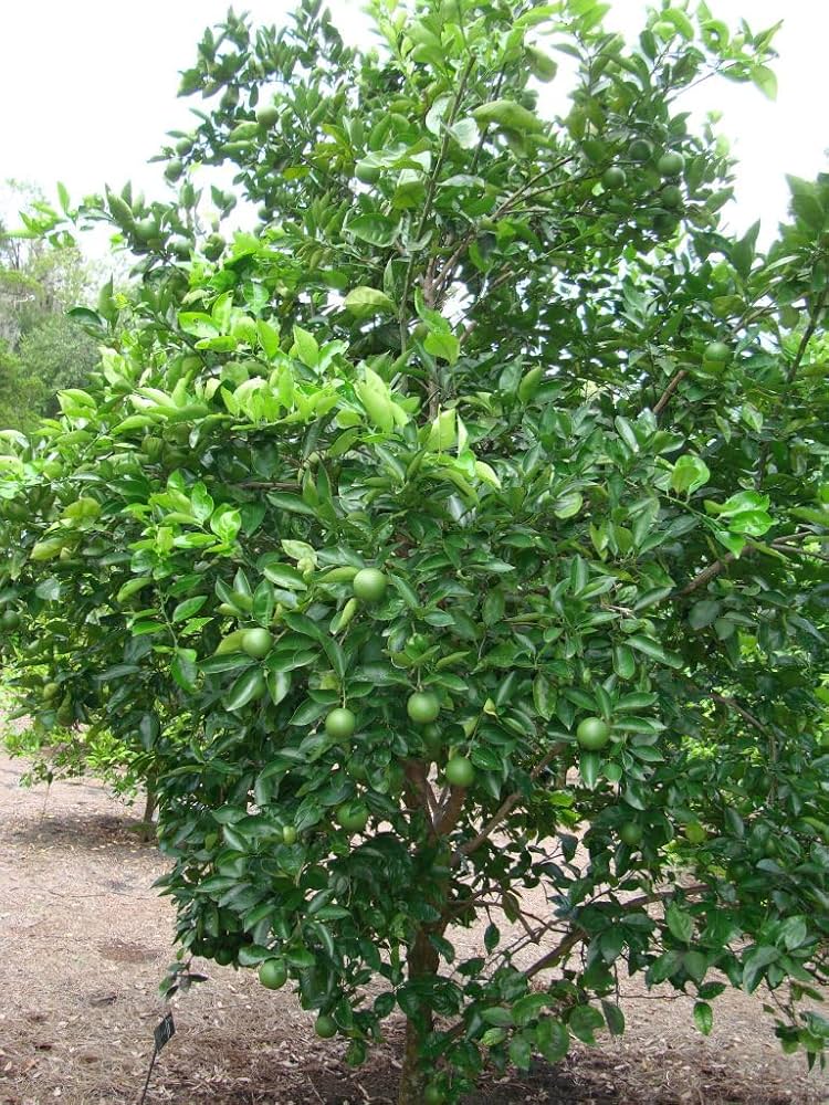 LEVINS Gateway Mosambi Plant (Sathukudi Orange)