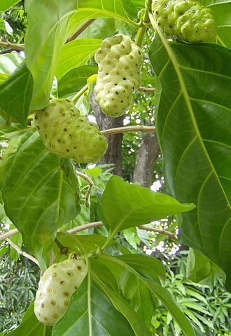 LEVINS Gateway Noni Fruit Plant