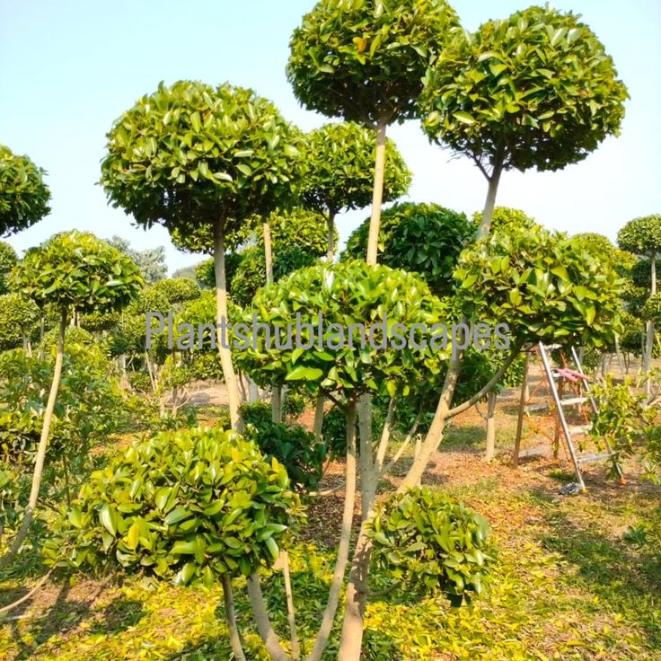 LEVINS Gateway Panda Ficus Tree