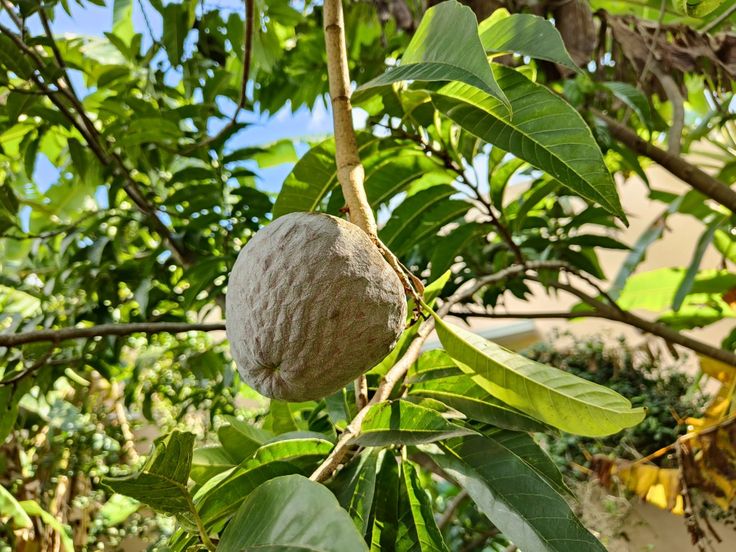 LEVINS Gateway Ramphal Plant (Big Seetha)