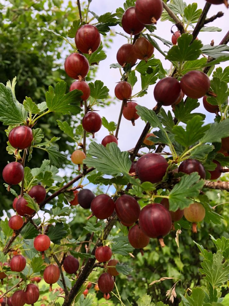 LEVINS Gateway Red Amla Plant