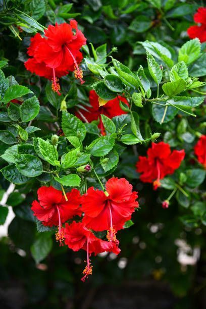 LEVINS Gateway Red Hibiscus Flower