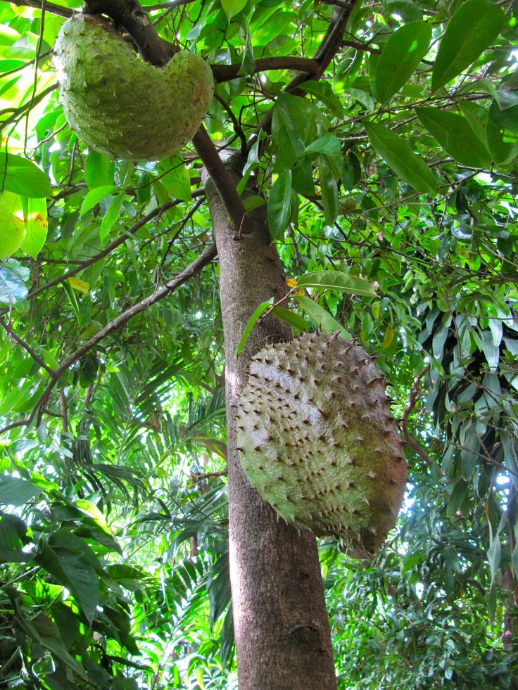 LEVINS Gateway Soursop Plant