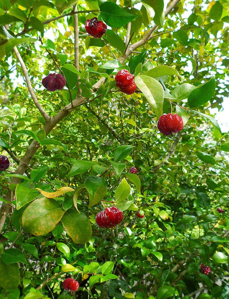 LEVINS Gateway Surinam Cherry