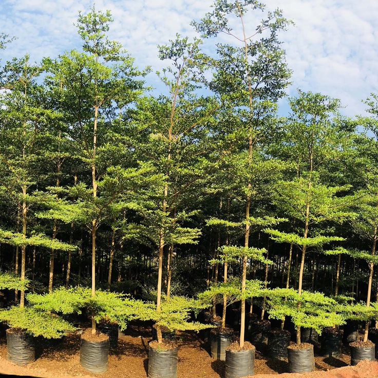 LEVINS Gateway Terminalia Tree